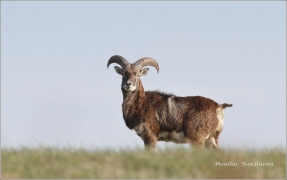 <p>MUFLON (Ovis musimon) Šluknovsko - Valdek /Mouflon - Mufflon/ </p>